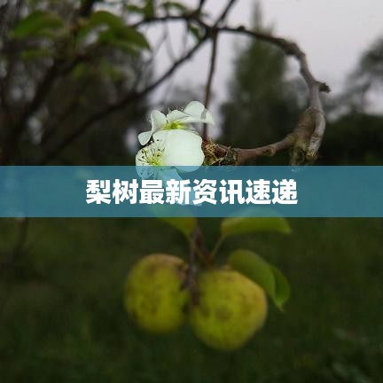 梨樹最新資訊速遞
