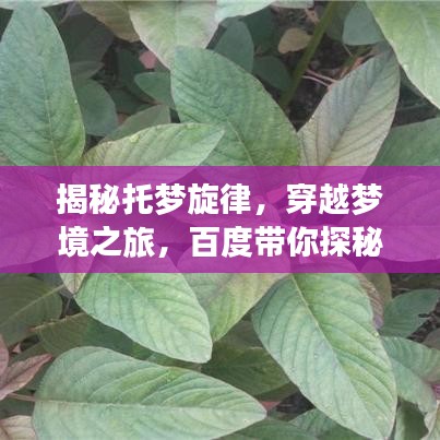 揭秘托夢(mèng)旋律，穿越夢(mèng)境之旅，百度帶你探秘音樂奇幻世界