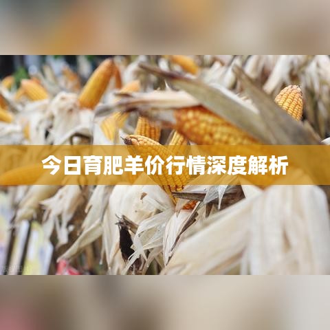 今日育肥羊價(jià)行情深度解析