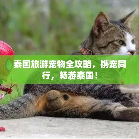 泰國旅游寵物全攻略，攜寵同行，暢游泰國！