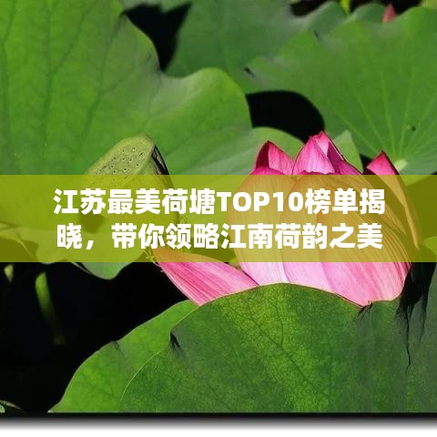 江蘇最美荷塘TOP10榜單揭曉，帶你領(lǐng)略江南荷韻之美