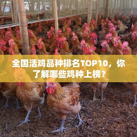 全國活雞品種排名TOP10，你了解哪些雞種上榜？