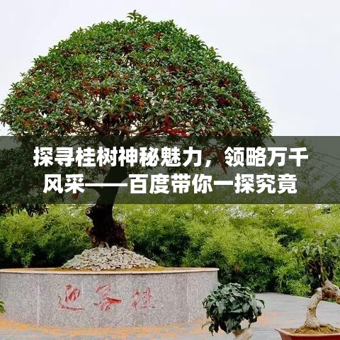 探尋桂樹神秘魅力，領(lǐng)略萬千風(fēng)采——百度帶你一探究竟