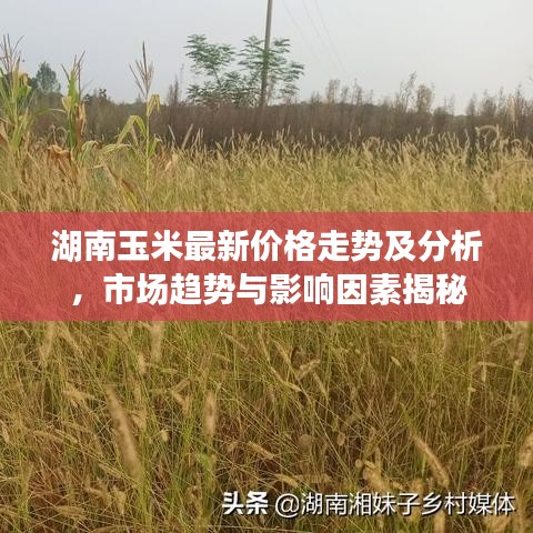 湖南玉米最新價格走勢及分析，市場趨勢與影響因素揭秘