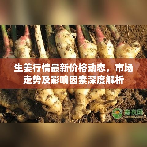 生姜行情最新價(jià)格動(dòng)態(tài)，市場(chǎng)走勢(shì)及影響因素深度解析