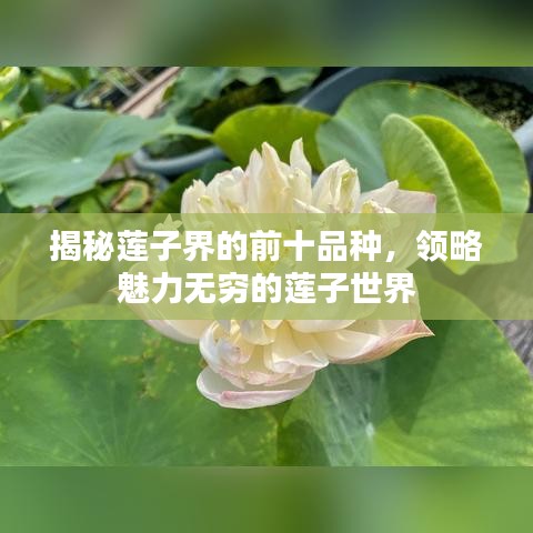 后會無期 第5頁