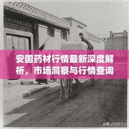 安國藥材行情最新深度解析，市場洞察與行情查詢指南