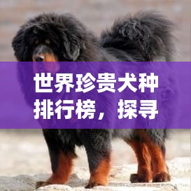 世界珍貴犬種排行榜，探尋頂級(jí)稀有犬種的尊貴地位！