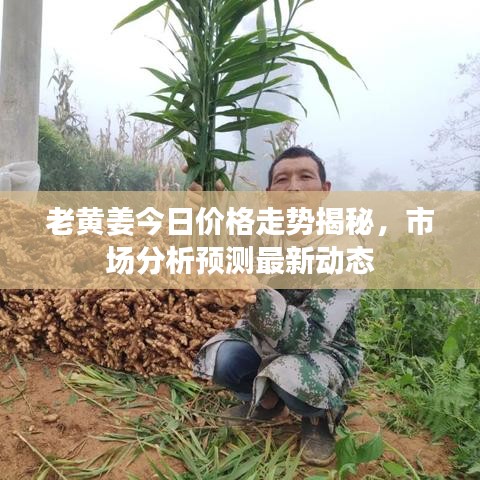 老黃姜今日價格走勢揭秘，市場分析預(yù)測最新動態(tài)