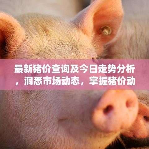 最新豬價查詢及今日走勢分析，洞悉市場動態(tài)，掌握豬價動態(tài)
