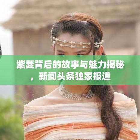 紫菱背后的故事與魅力揭秘，新聞頭條獨家報道