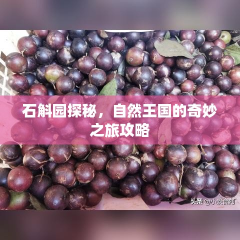 石斛園探秘，自然王國的奇妙之旅攻略