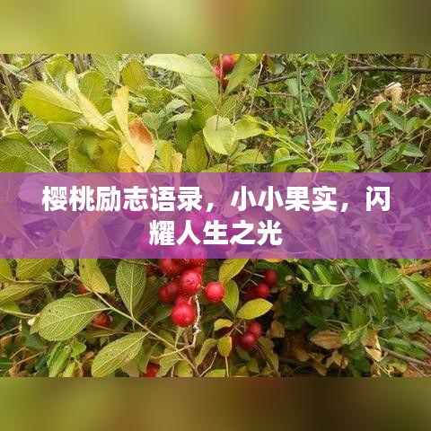 櫻桃勵(lì)志語錄，小小果實(shí)，閃耀人生之光