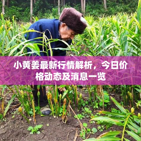 小黃姜最新行情解析，今日價(jià)格動(dòng)態(tài)及消息一覽