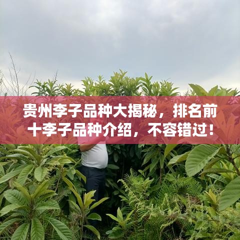 貴州李子品種大揭秘，排名前十李子品種介紹，不容錯(cuò)過！
