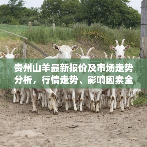 打張雞兒 第5頁