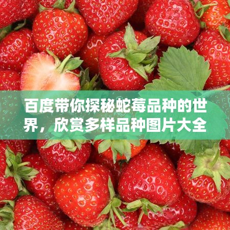 百度帶你探秘蛇莓品種的世界，欣賞多樣品種圖片大全
