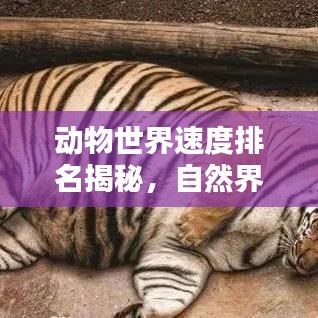 動物世界速度排名揭秘，自然界的極速傳說探索