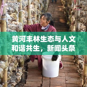 黃河豐林生態(tài)與人文和諧共生，新聞?lì)^條探尋綠色發(fā)展的故事