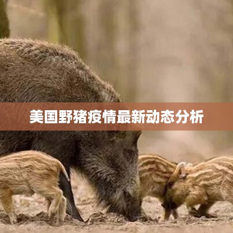 美國野豬疫情最新動(dòng)態(tài)分析