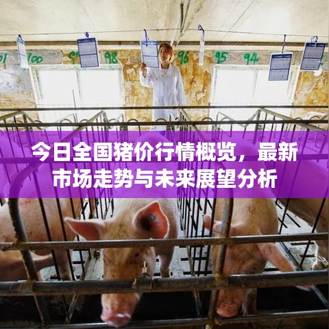 今日全國豬價(jià)行情概覽，最新市場走勢(shì)與未來展望分析