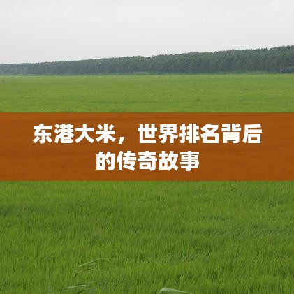 東港大米，世界排名背后的傳奇故事