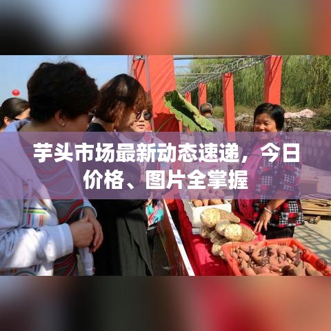 芋頭市場(chǎng)最新動(dòng)態(tài)速遞，今日價(jià)格、圖片全掌握