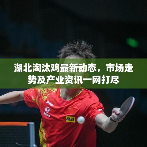 湖北淘汰雞最新動態(tài)，市場走勢及產(chǎn)業(yè)資訊一網(wǎng)打盡