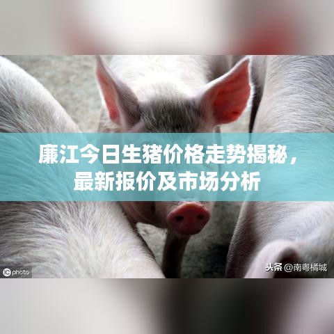 廉江今日生豬價(jià)格走勢(shì)揭秘，最新報(bào)價(jià)及市場(chǎng)分析