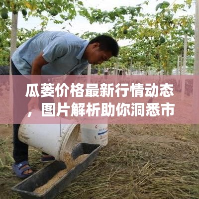 瓜蔞價(jià)格最新行情動(dòng)態(tài)，圖片解析助你洞悉市場(chǎng)走勢(shì)！