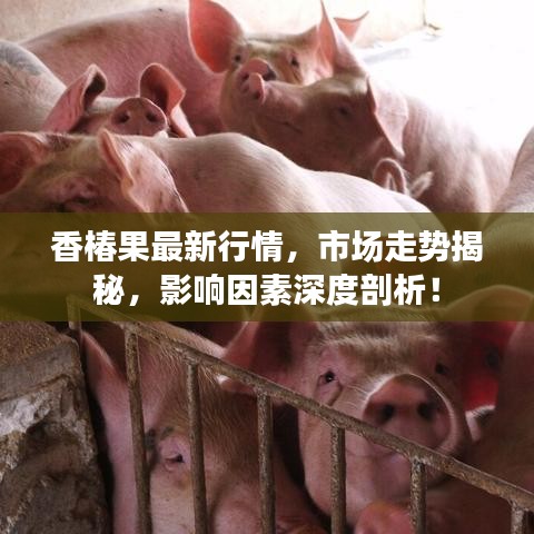 香椿果最新行情，市場走勢揭秘，影響因素深度剖析！