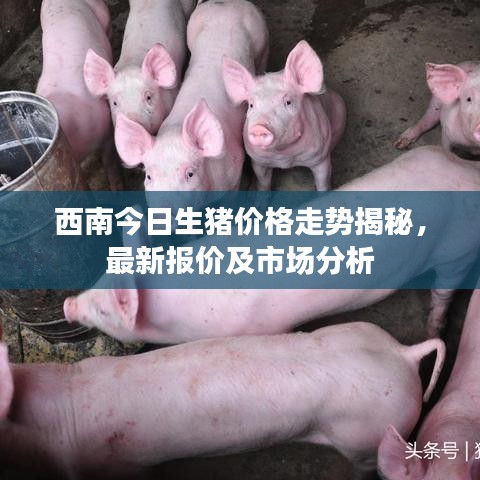 西南今日生豬價(jià)格走勢(shì)揭秘，最新報(bào)價(jià)及市場(chǎng)分析