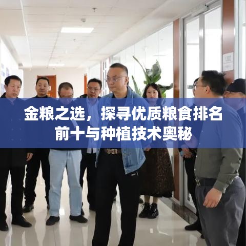 金糧之選，探尋優(yōu)質(zhì)糧食排名前十與種植技術(shù)奧秘