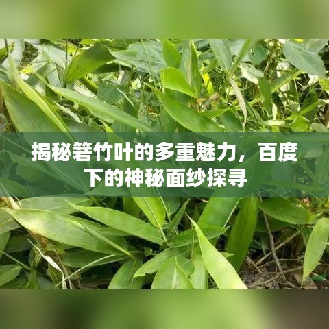 揭秘箬竹葉的多重魅力，百度下的神秘面紗探尋