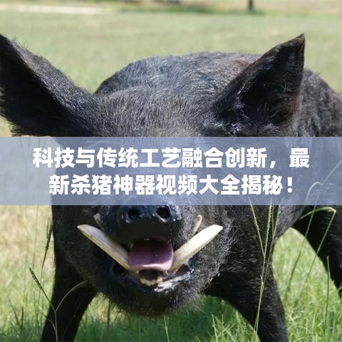 科技與傳統(tǒng)工藝融合創(chuàng)新，最新殺豬神器視頻大全揭秘！