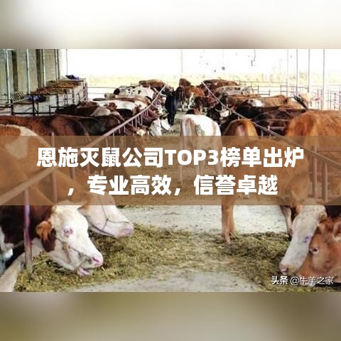 恩施滅鼠公司TOP3榜單出爐，專業(yè)高效，信譽(yù)卓越