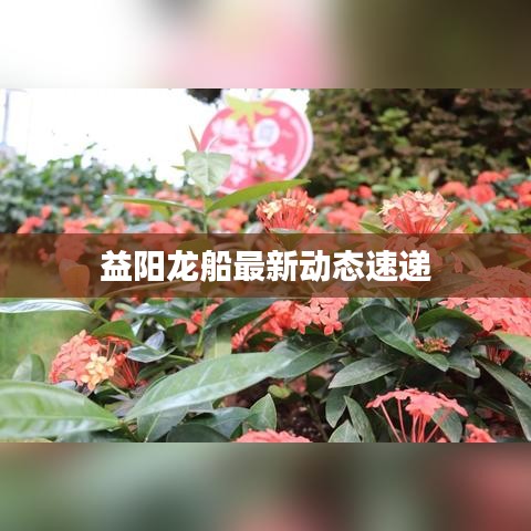 益陽(yáng)龍船最新動(dòng)態(tài)速遞