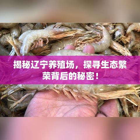 揭秘遼寧養(yǎng)殖場(chǎng)，探尋生態(tài)繁榮背后的秘密！