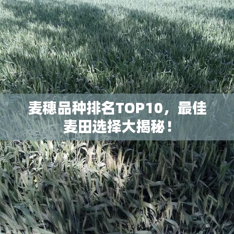 麥穗品種排名TOP10，最佳麥田選擇大揭秘！
