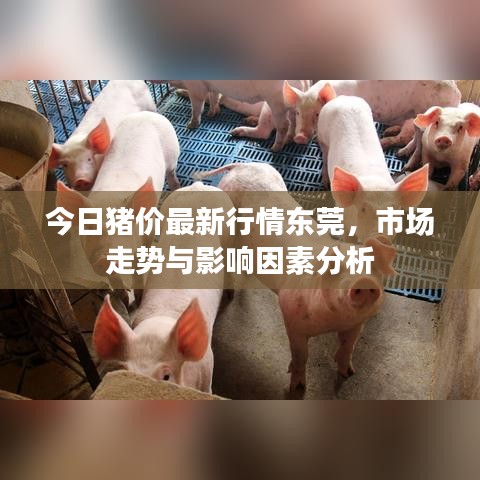 今日豬價最新行情東莞，市場走勢與影響因素分析