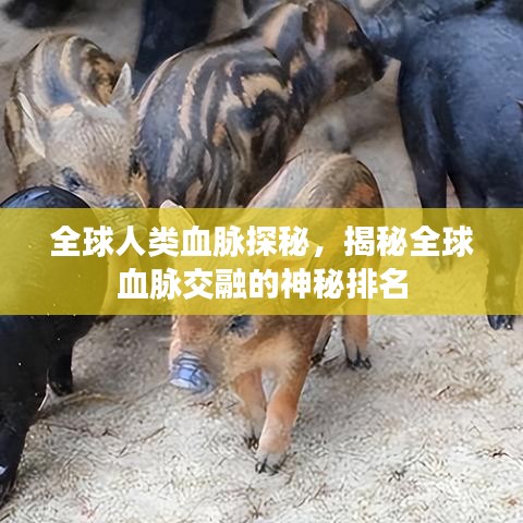 全球人類血脈探秘，揭秘全球血脈交融的神秘排名