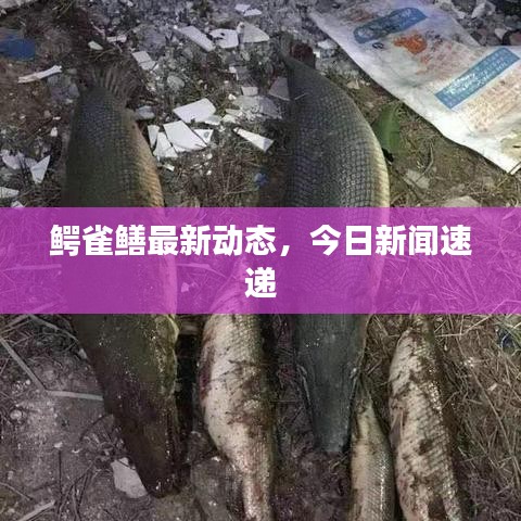 鱷雀鱔最新動(dòng)態(tài)，今日新聞速遞