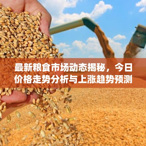 最新糧食市場(chǎng)動(dòng)態(tài)揭秘，今日價(jià)格走勢(shì)分析與上漲趨勢(shì)預(yù)測(cè)