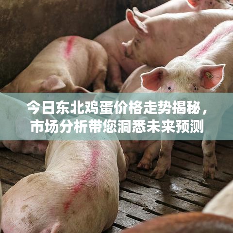 今日東北雞蛋價格走勢揭秘，市場分析帶您洞悉未來預測