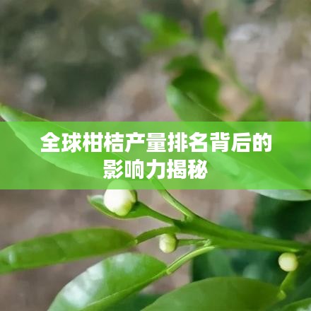全球柑桔產(chǎn)量排名背后的影響力揭秘