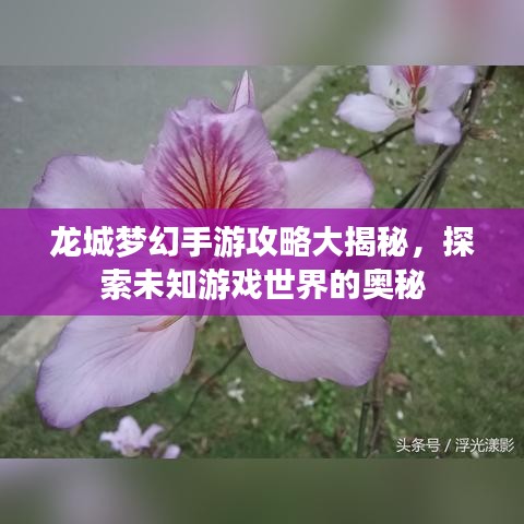 龍城夢幻手游攻略大揭秘，探索未知游戲世界的奧秘