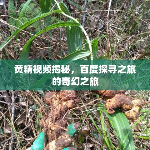 黃精視頻揭秘，百度探尋之旅的奇幻之旅