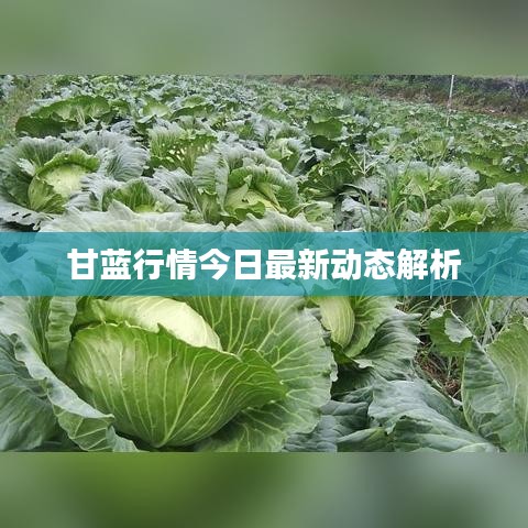 甘藍行情今日最新動態(tài)解析
