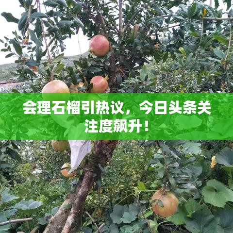會理石榴引熱議，今日頭條關注度飆升！