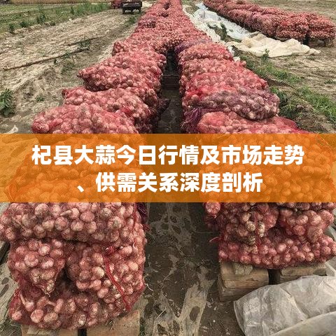 杞縣大蒜今日行情及市場走勢、供需關(guān)系深度剖析